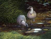 Painting by Curtis Wilson Cost: Haleakala Locals