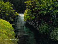 Painting by Curtis Wilson Cost: Whispering Through Wailuku